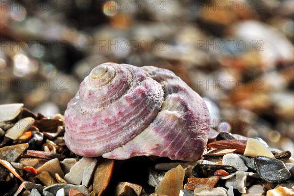 Painted top shell