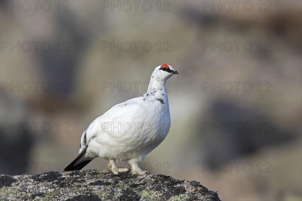 Rock ptarmigan