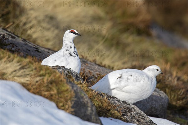 Rock ptarmigan