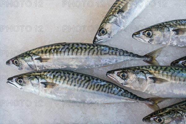 Atlantic mackerel