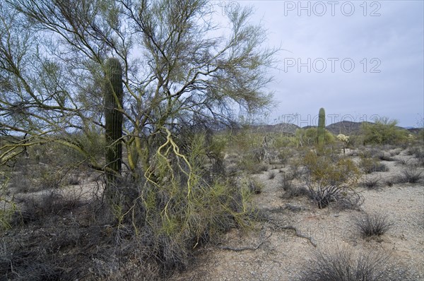 Saguaro