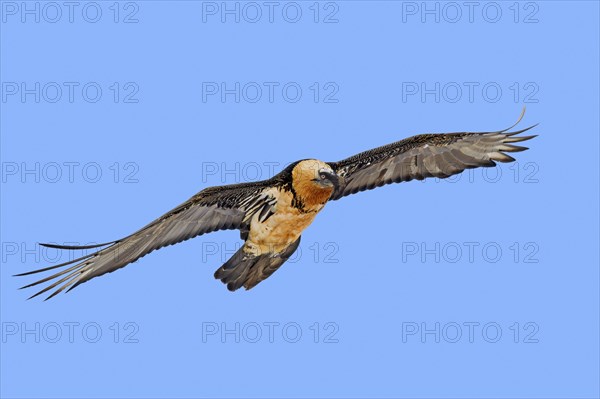 Bearded vulture