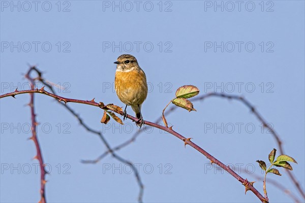 European stonechat