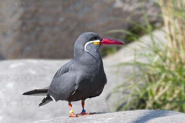 Inca tern