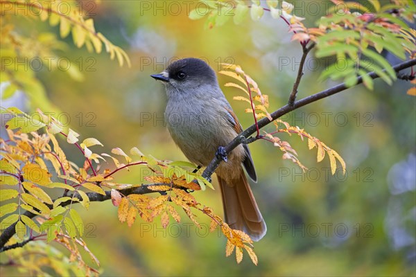 Siberian jay