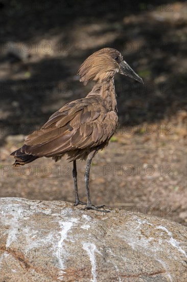 Hamerkop