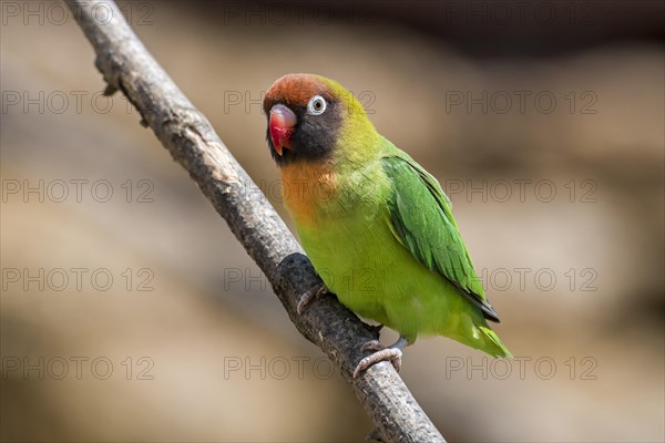 Black-cheeked lovebird