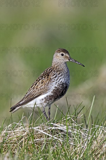 Dunlin