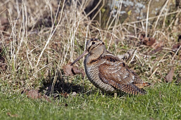 Eurasian woodcock