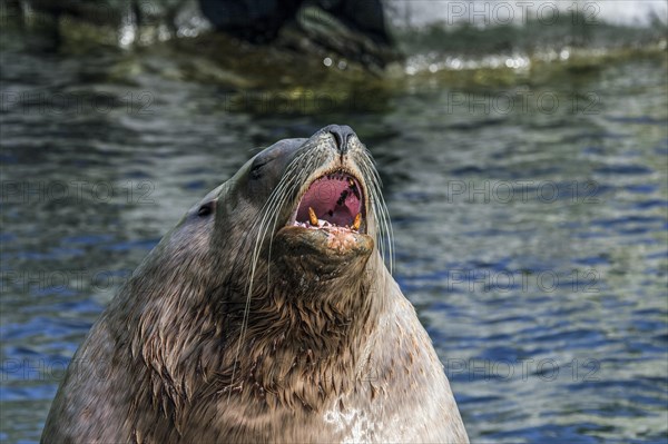 Barking Steller sea lion