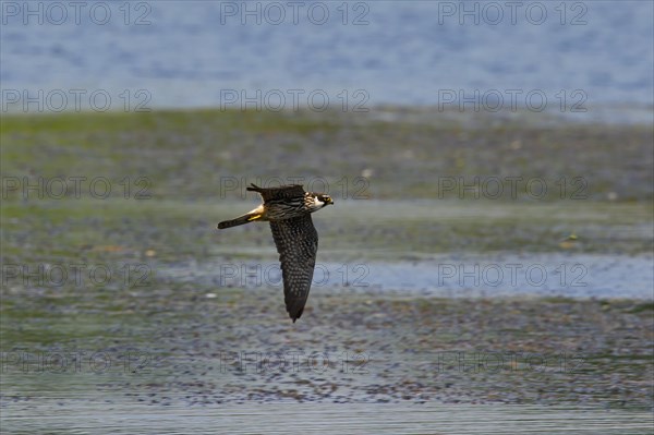 Eurasian Hobby