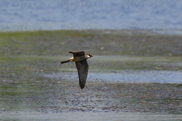 Eurasian Hobby