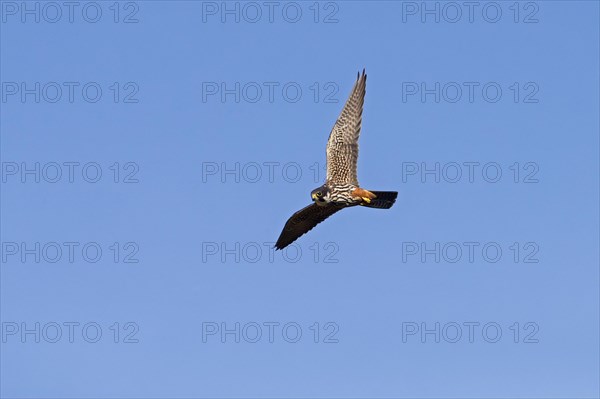 Eurasian hobby