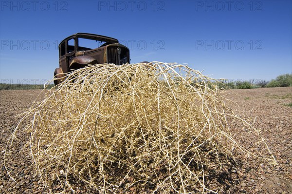 Old rusty car and Prickly Russian Thistle