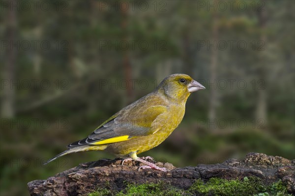 European greenfinch