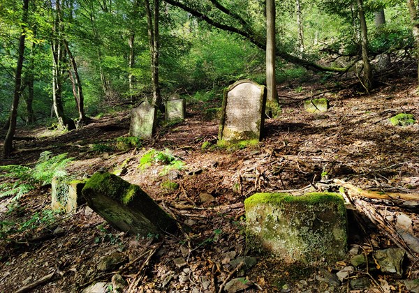 Monument zone Old Jewish cemetery in the forest