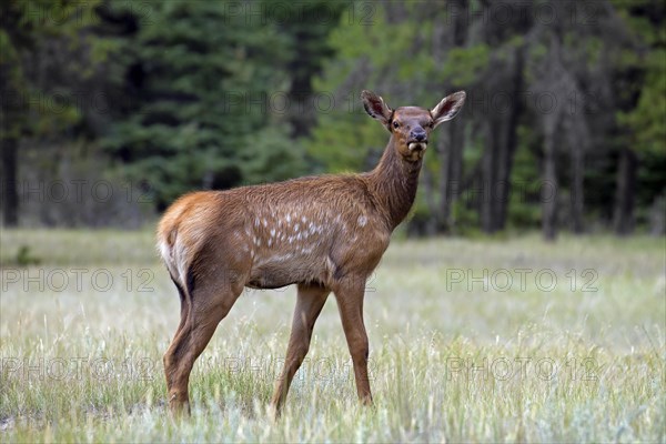 Elk