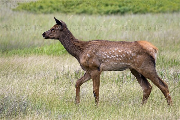 Elk