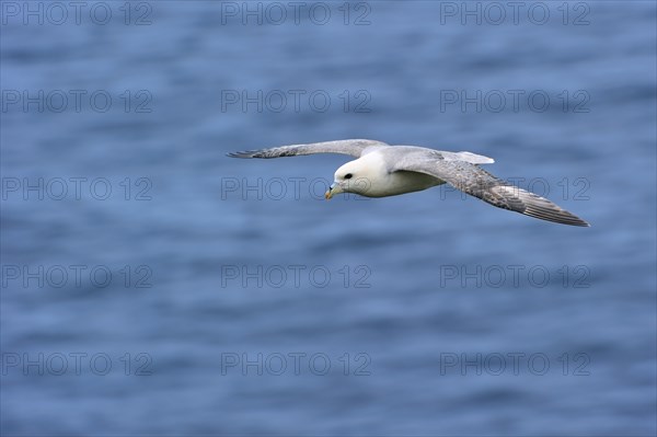 Northern Fulmar