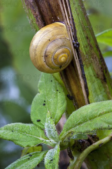 Copse snail