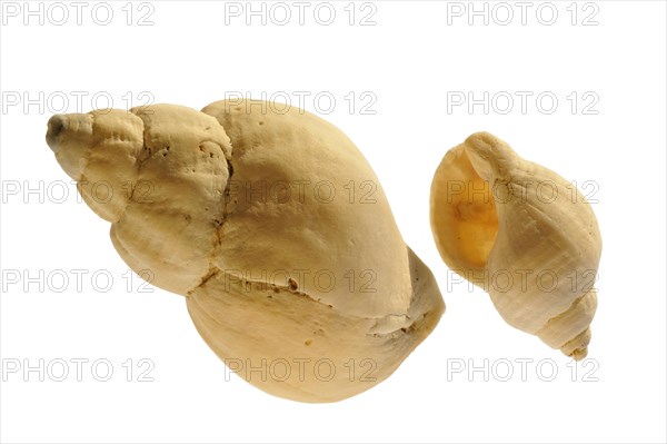 Common whelk