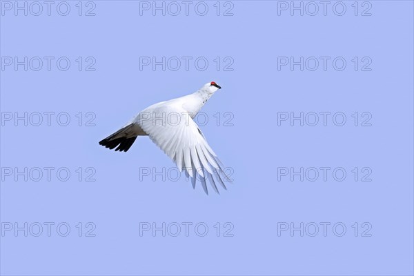 Rock ptarmigan