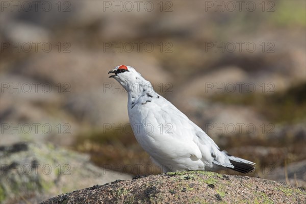 Rock ptarmigan