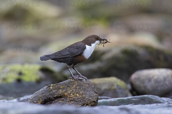 White-throated dipper