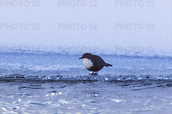 White-throated dipper