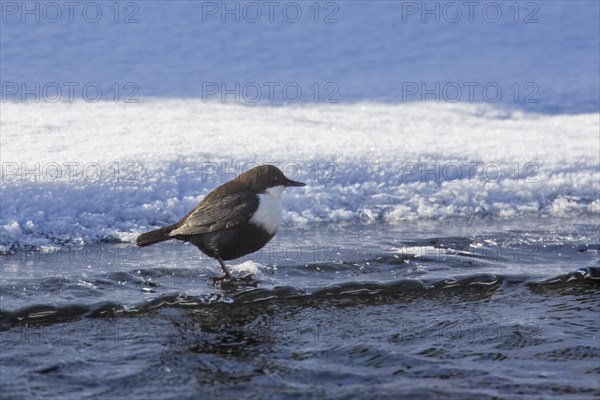 White-throated dipper