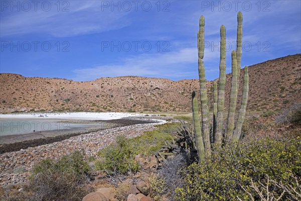 Organ pipe cactus