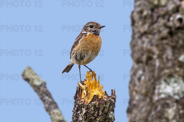 European stonechat