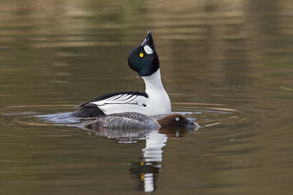 Common goldeneye