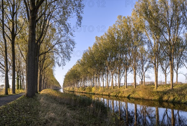 Poplar trees along the Schipdonk Canal