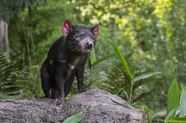 Tasmanian devil