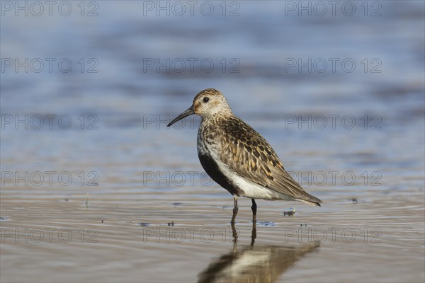 Dunlin