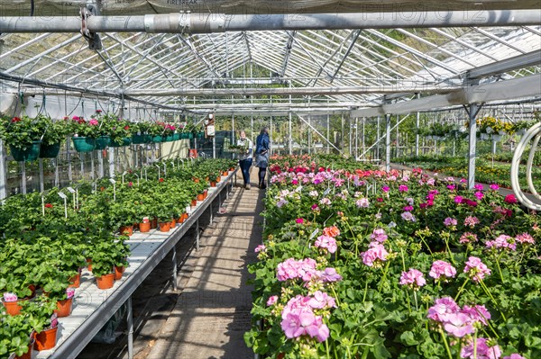 Potted geranium plants on display inside glasshouse of plant nursery