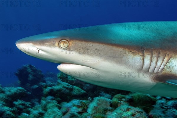 Lateral close-up of head and gills of grey reef shark