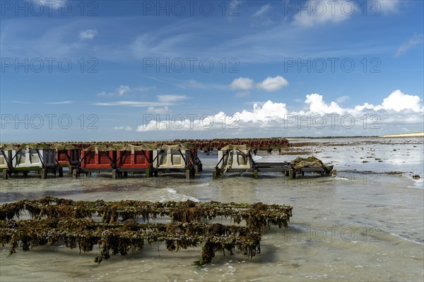 Oyster farm on the beach of Bricqueville-Sur-Mer