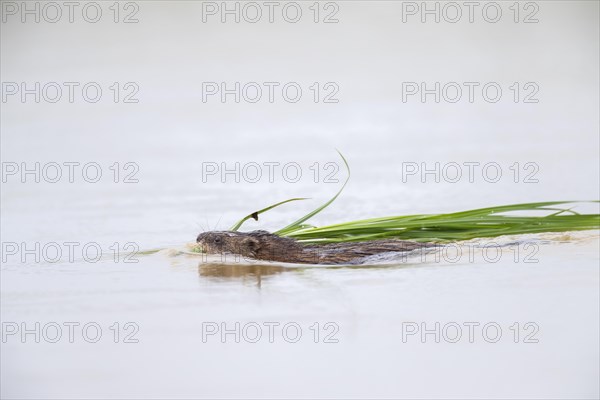 Muskrat