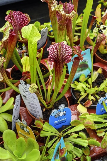 Venus flytraps