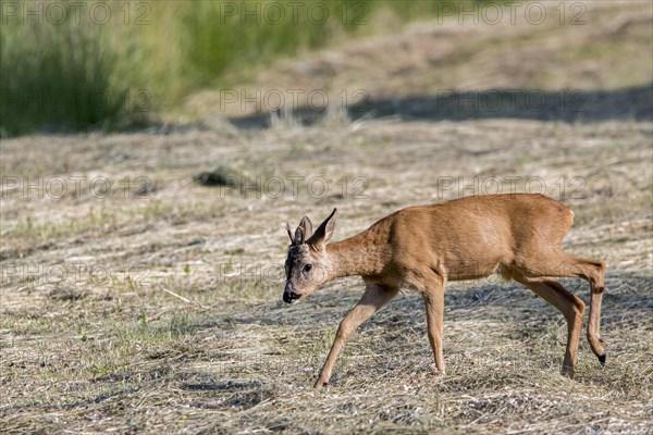 Young European roe deer