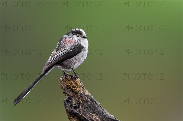 Long-tailed tit