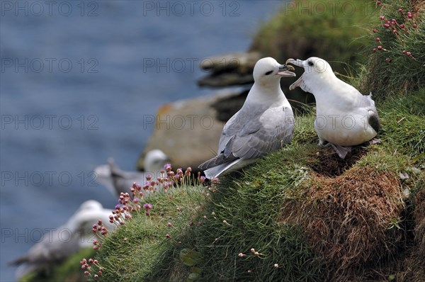 Northern Fulmars