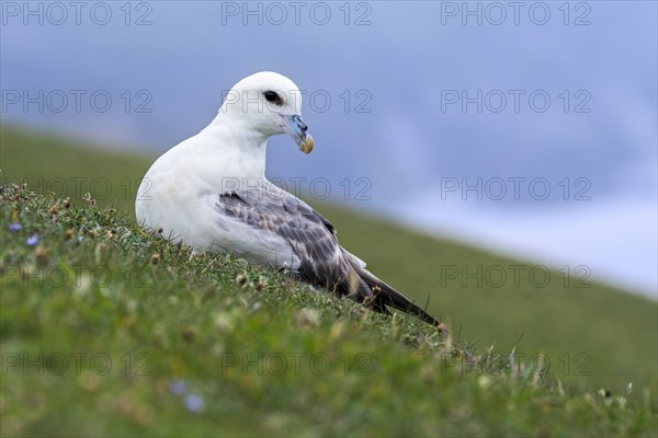 Northern fulmar