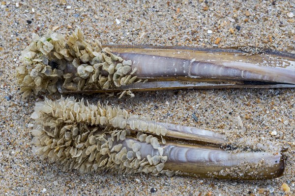 Egg cases