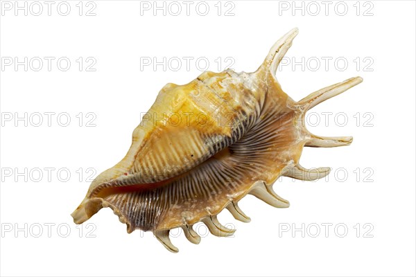 Millipede spider conch