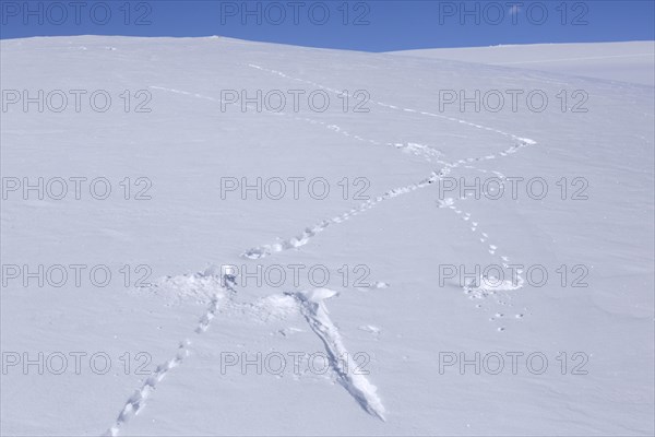 Rock ptarmigan