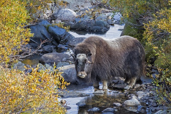 Muskox