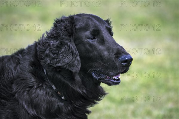 Black flat-coated retriever